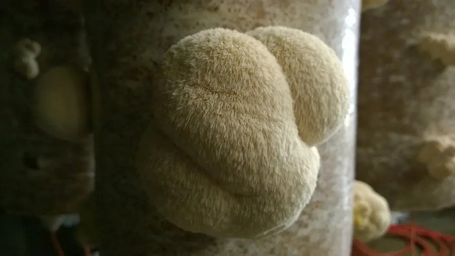 hericium_kontraindikace