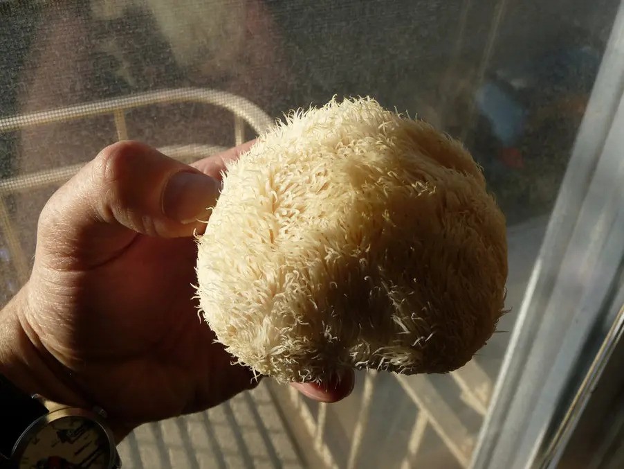 hericium_lvi_hriva
