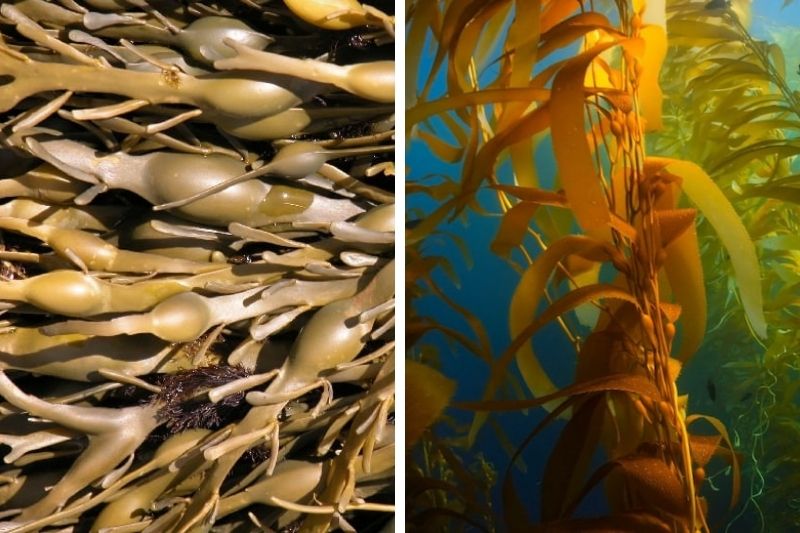 kelp