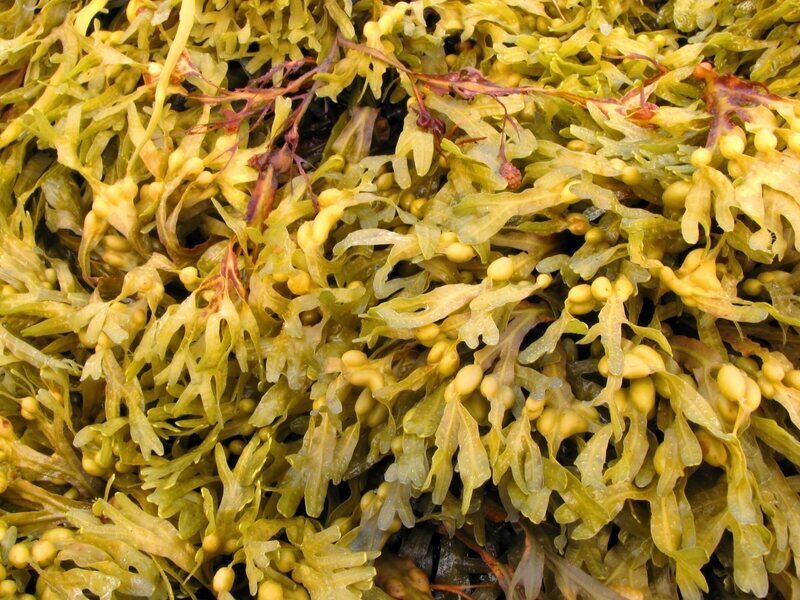 kelp_ascophyllum_nodosum_nezadouci_vedlejsi_ucinky