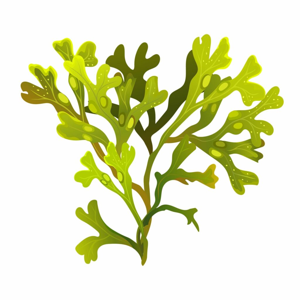kelp_ucinky
