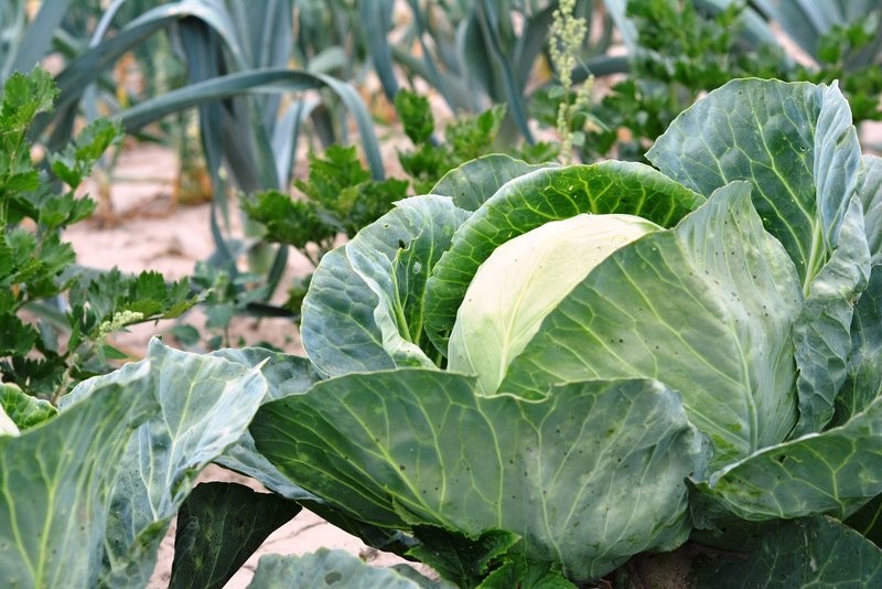 kvasene_probioticke_zeli_proti_zanetum_mechyre