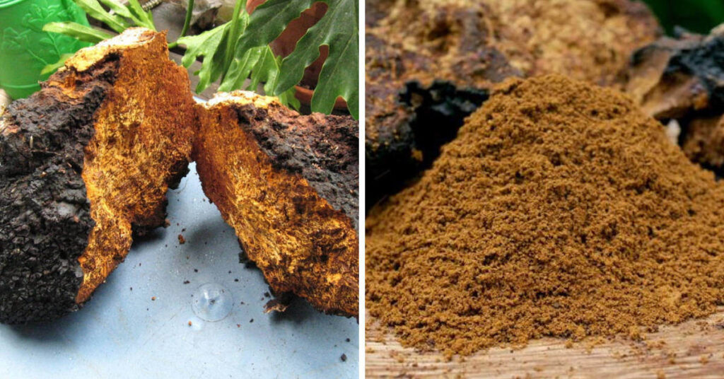 medicinalni_houba_chaga_sibirska_rezavec_sikmy