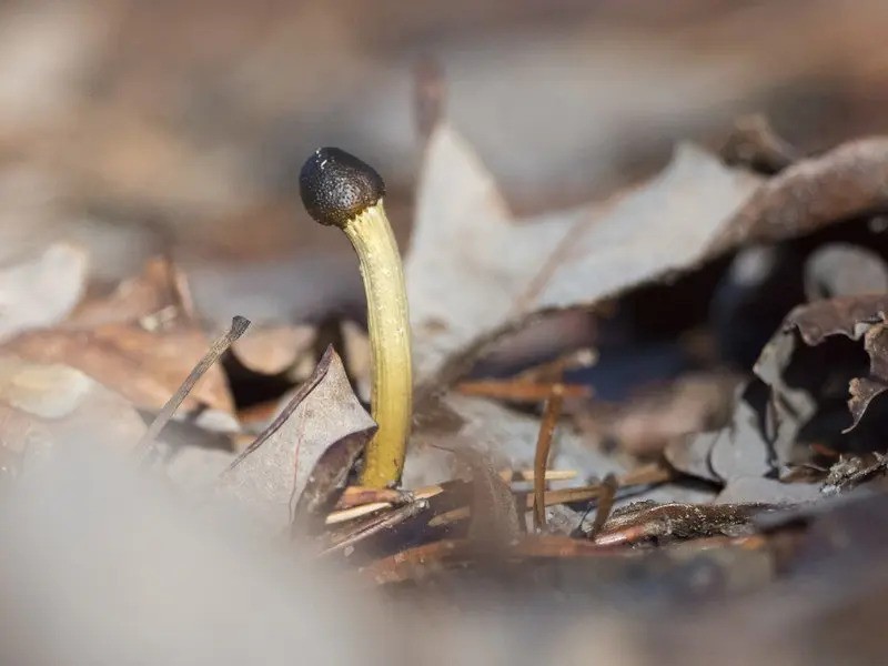 medicinalni_houba_cordyceps