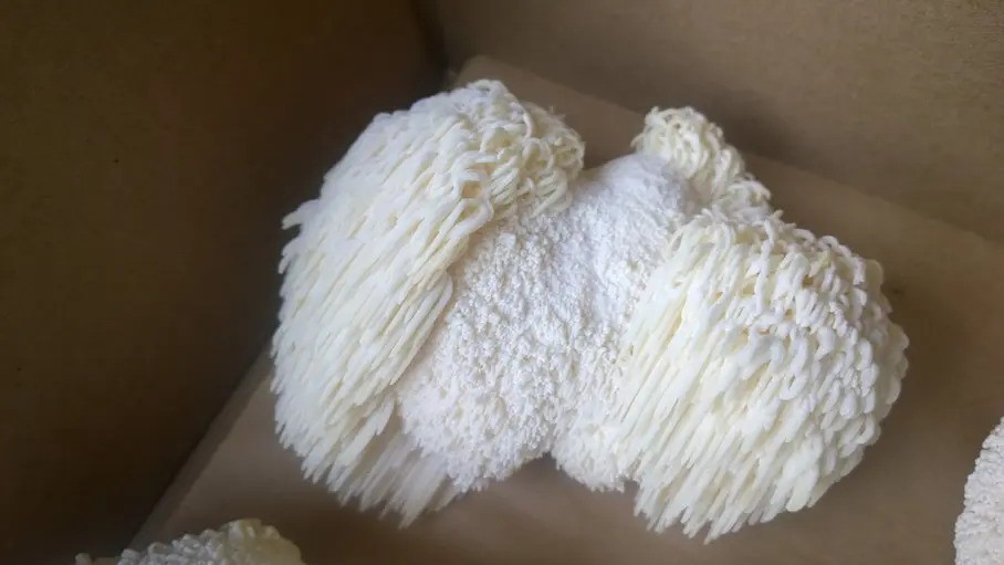 medicinalni_houba_hericium