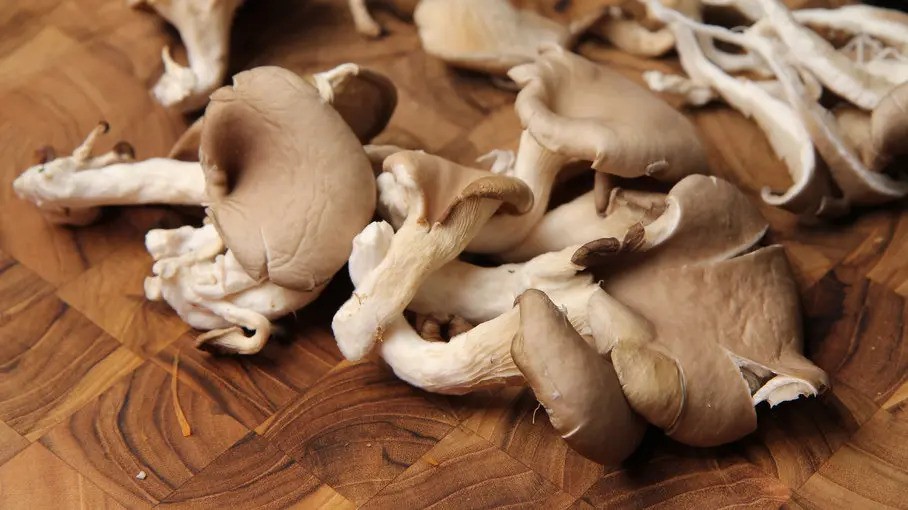 medicinalni_houba_hliva_ustricna