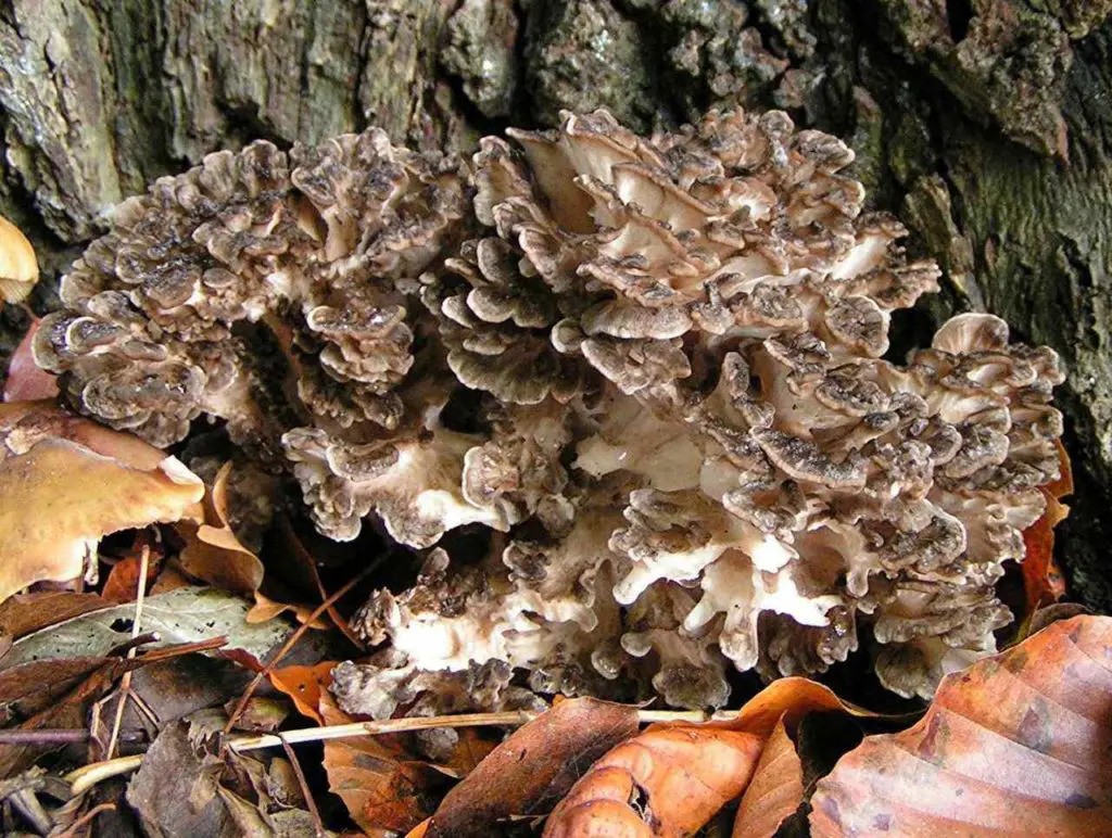 medicinalni_houba_maitake