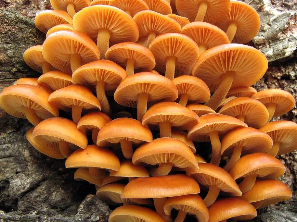 medicinalni_houba_penizovka_sametonoha