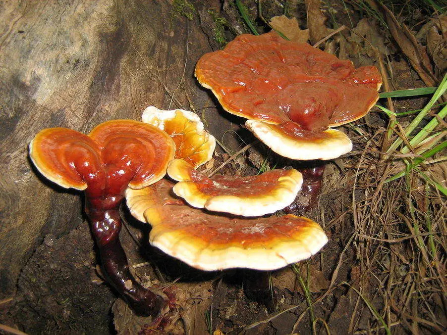 medicinalni_houba_reishi