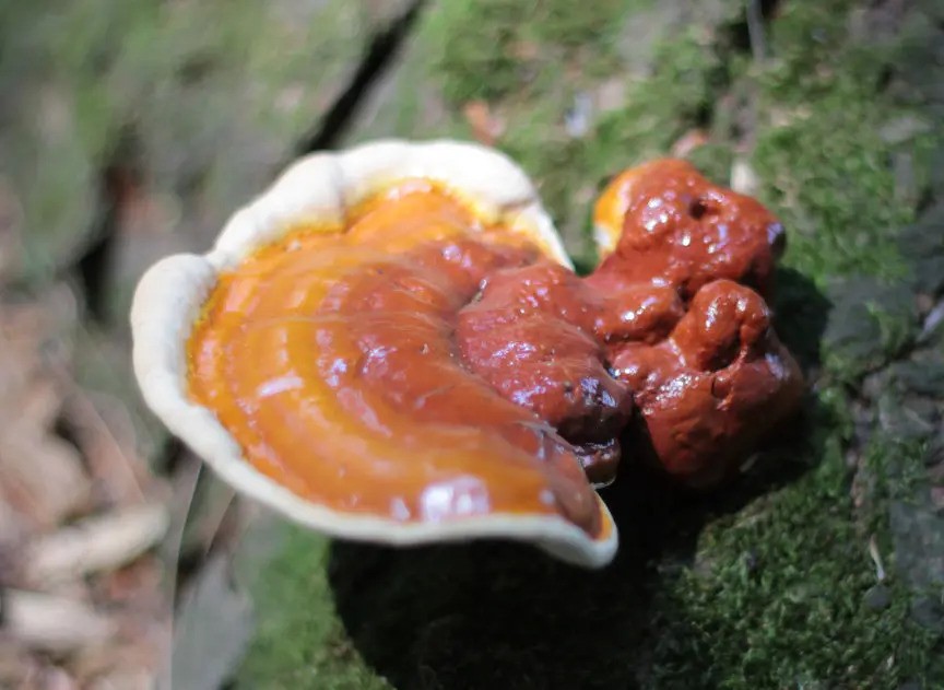 medicinalni_houba_reishi_1