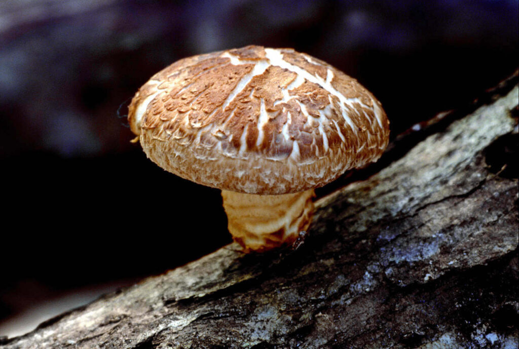medicinalni_houba_shiitake