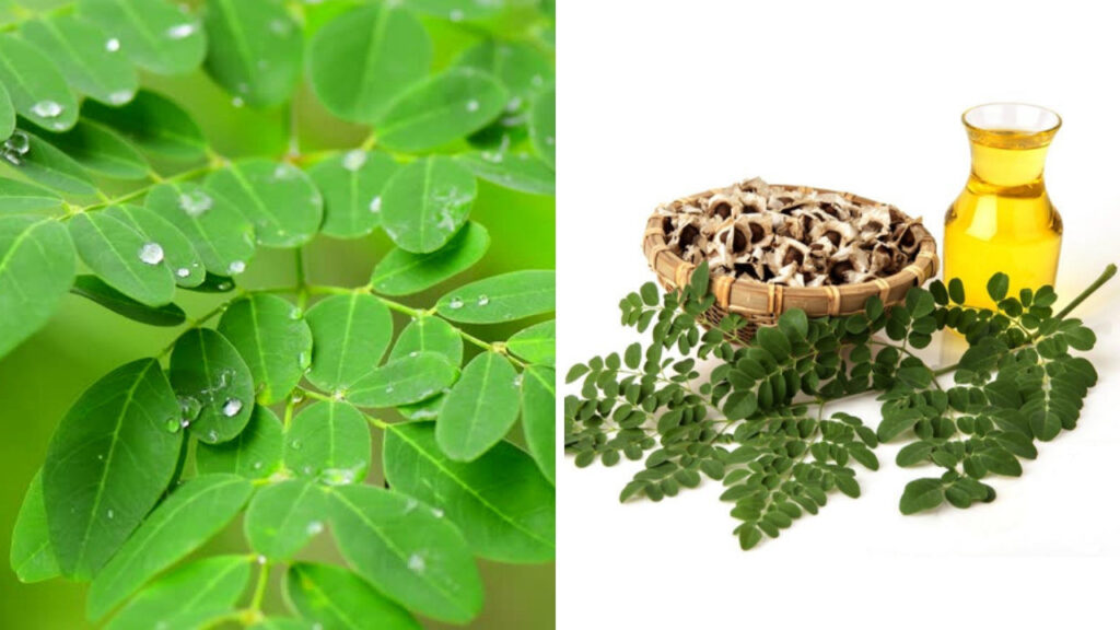 moringa_olejodarna_ucinky