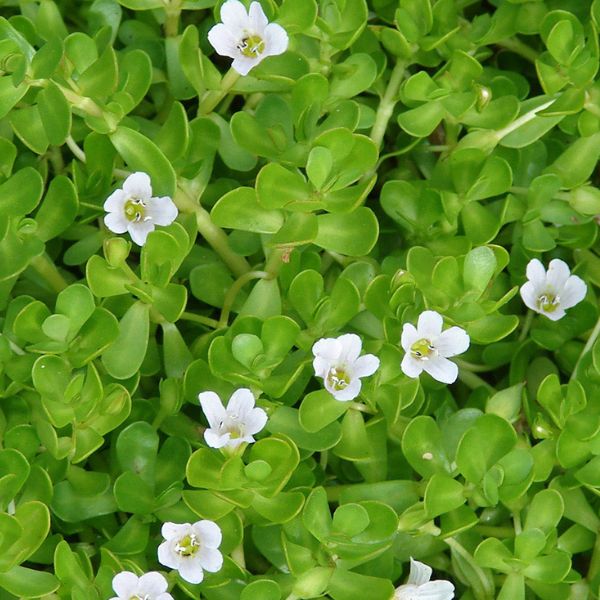 nootropikum_brahmi