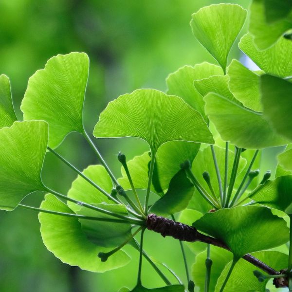 nootropikum_ginkgo_biloba
