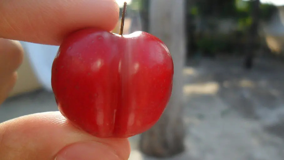 ovoce_acerola