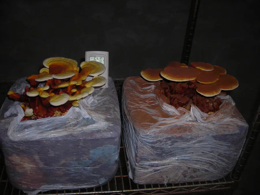 pestovani_reishi_doma