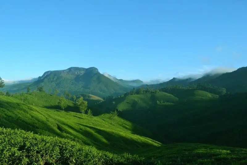 pestovani_shatawari