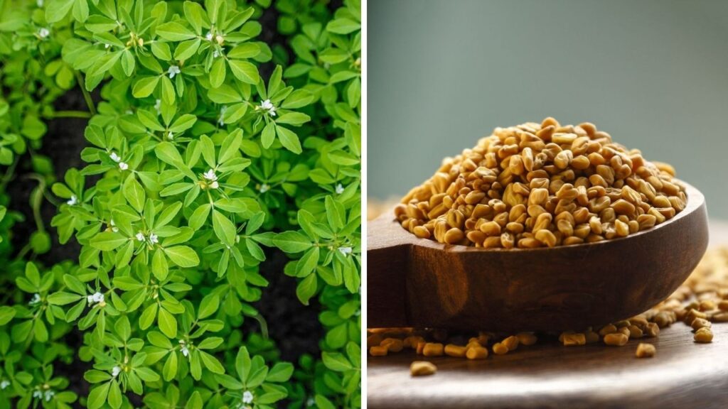 piskavice_recke_seno_fenugreek