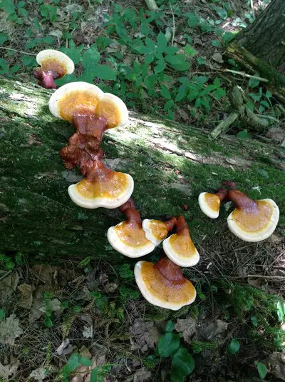 reishi_kontraindikace