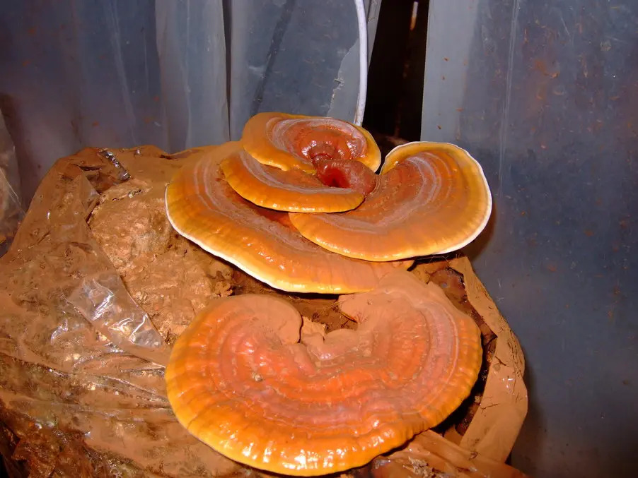 reishi_medicina