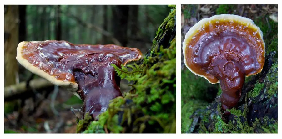reishi_tradicni_cinska_medicina