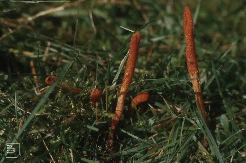 rust_cordycepsu