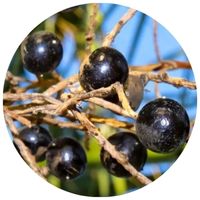 saw_palmetto_proti_vypadavani_vlasu_u_muzu