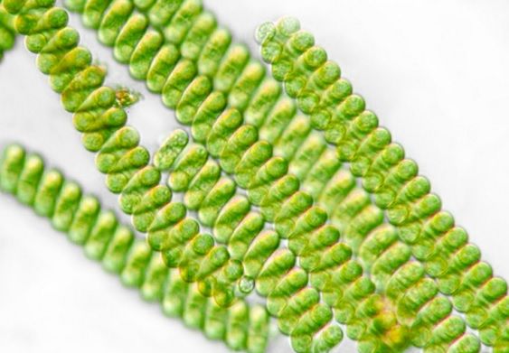 spirulina_pod_mikroskopem