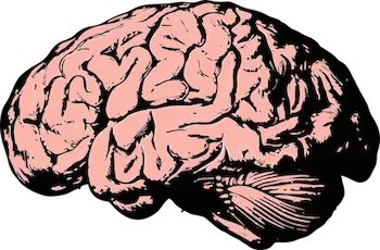 strevni_mikrobiom_a_alzheimerova_nemoc
