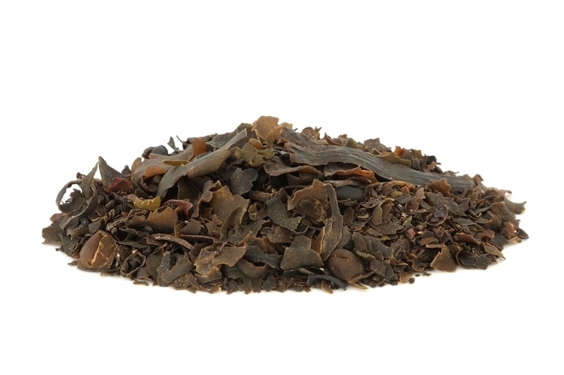 susena_rasa_kelp