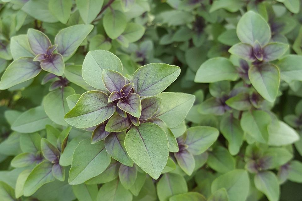 tulsi_prospesne_ucinky