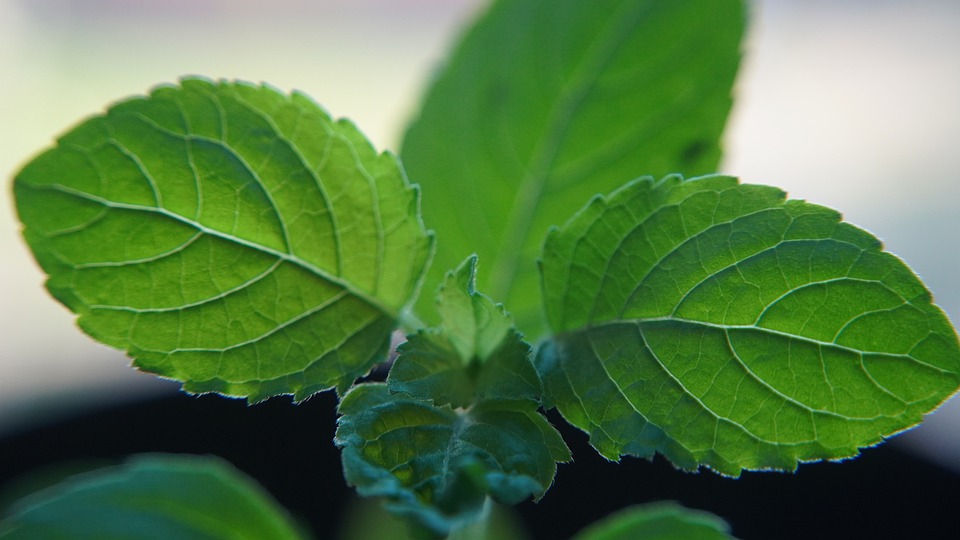 tulsi_ucinky_na_dychaci_system