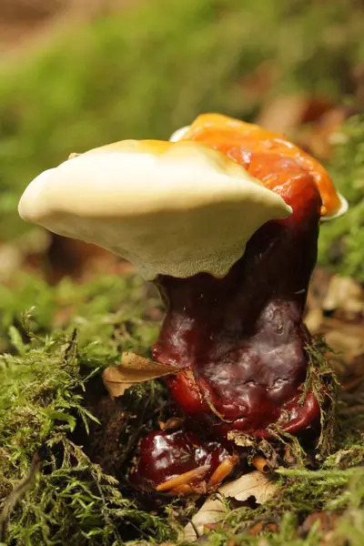 zdravotni_benefity_reishi