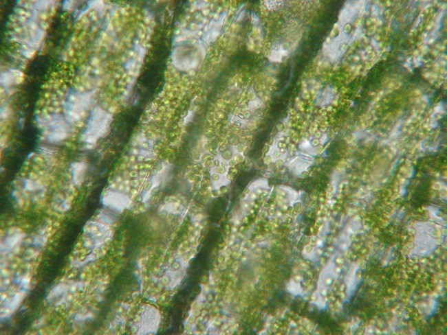 zeleny_jecmen_a_chlorofyl