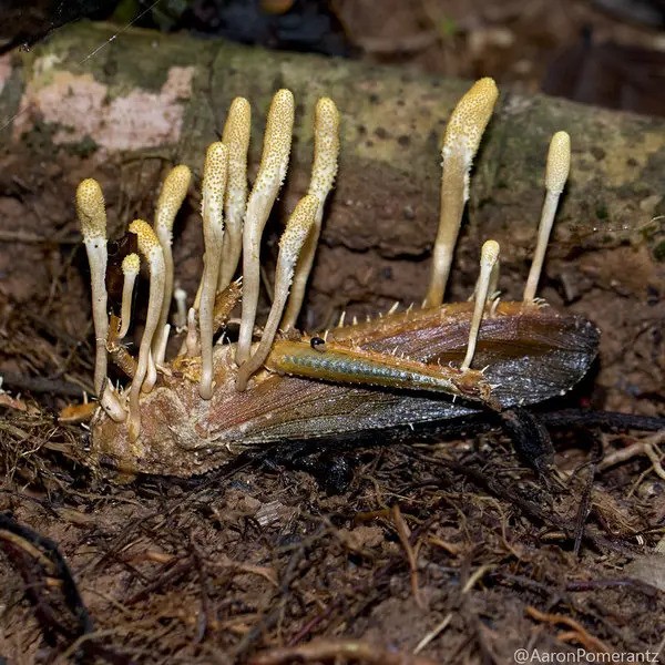 zombie_houba_cordiceps
