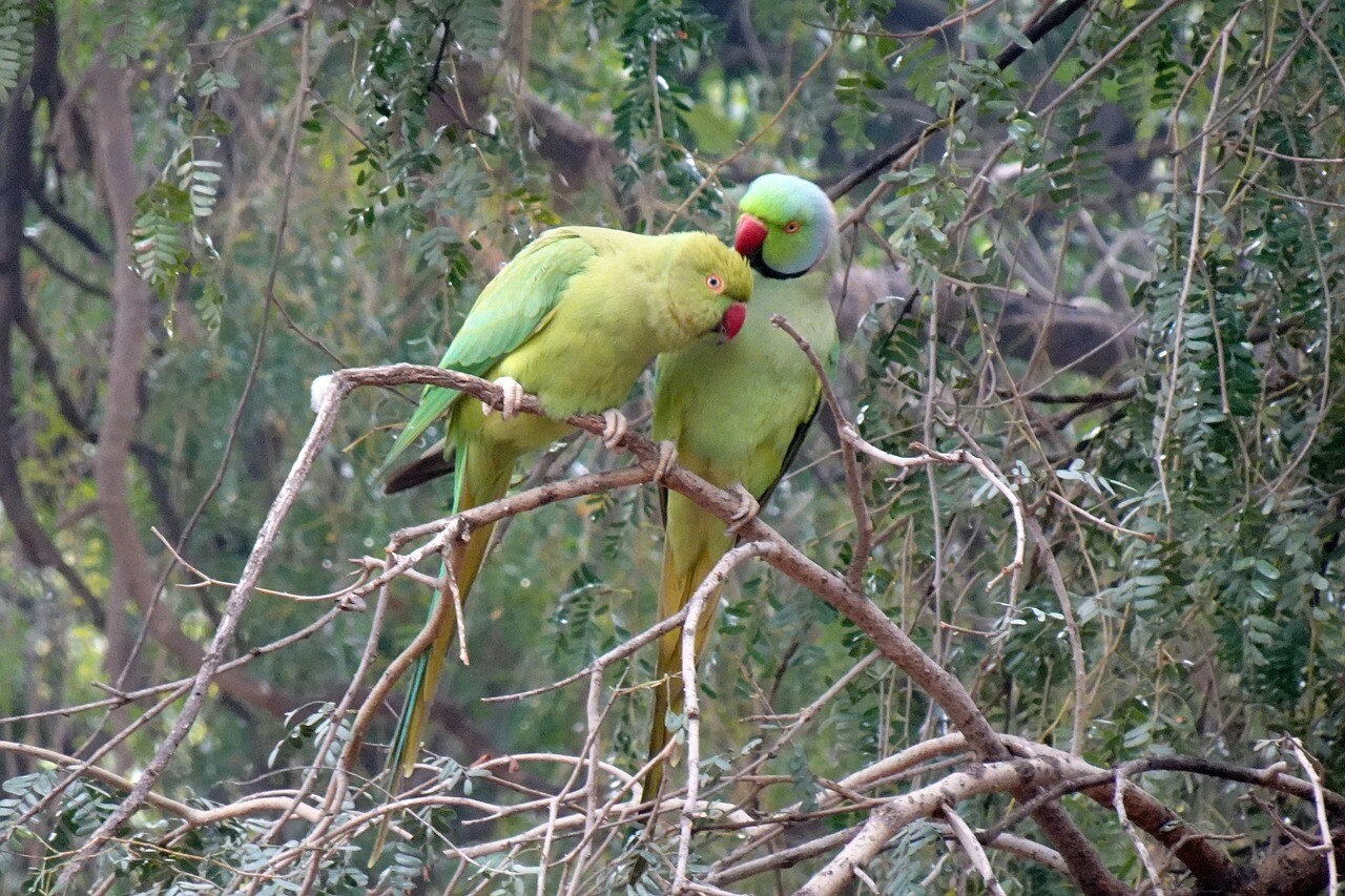 Alexandr mały gniazdowanie