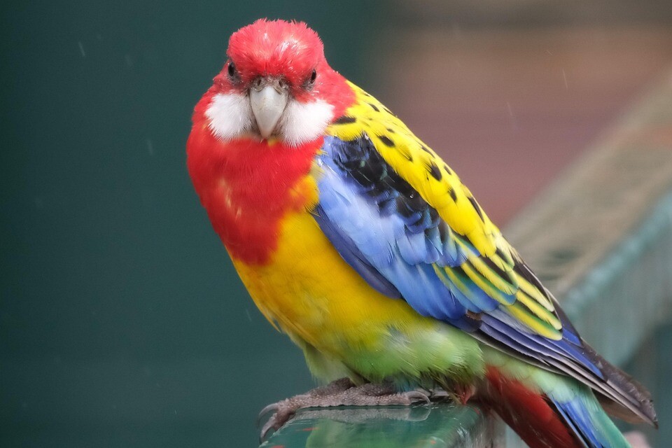 wygląd rozelli królewskiej