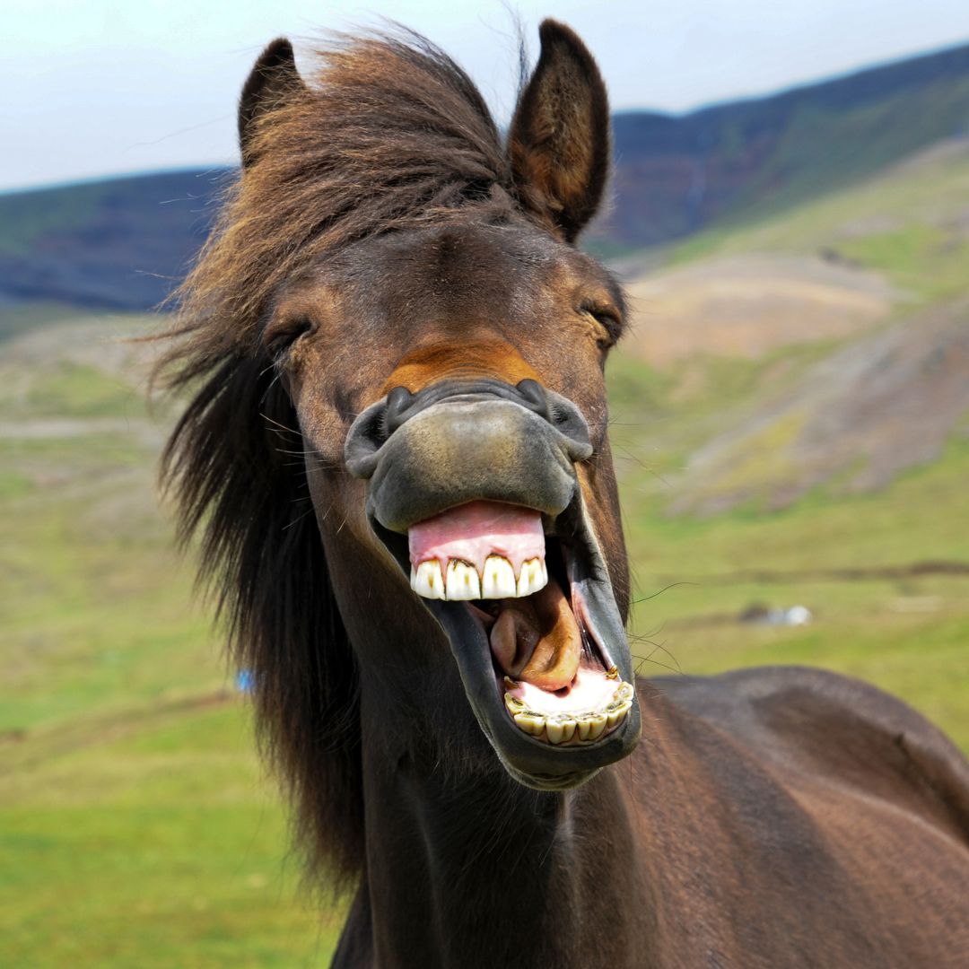 kůň