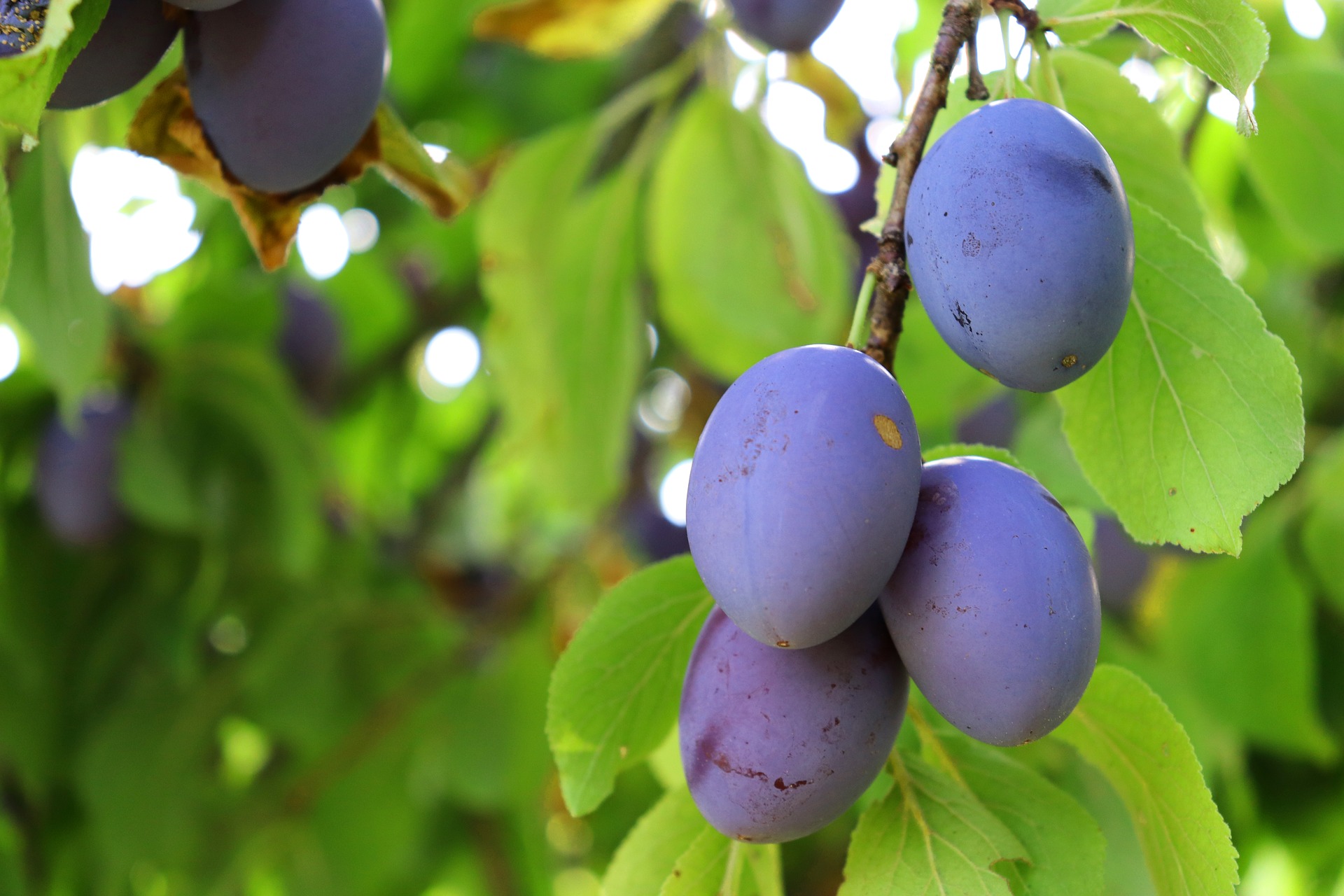 plum-3603818_1920