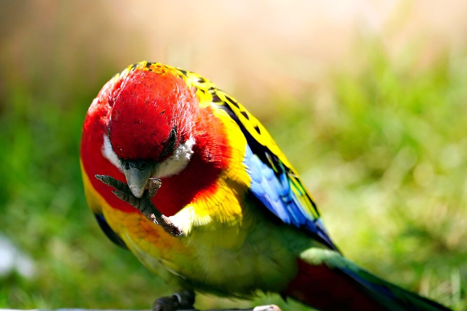 rosela pestrá nominátní