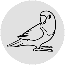 Papoušek