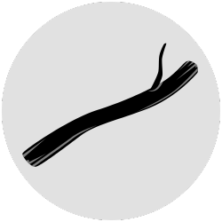 Větev