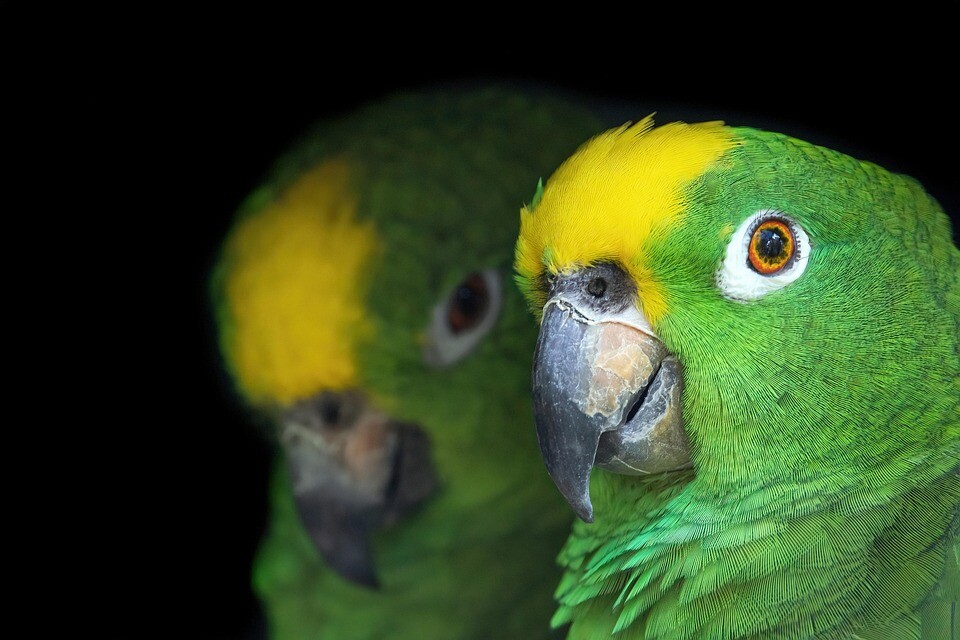 Amazoňan žltohlavý 