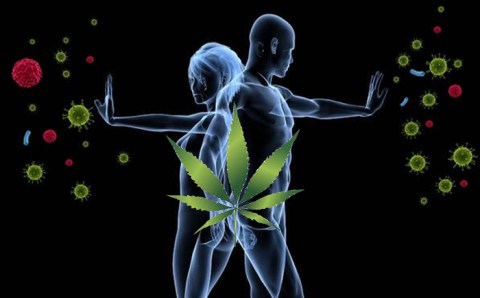 CBD_-_Jak_CBD_ovlivnuje_nas_imunitni_system