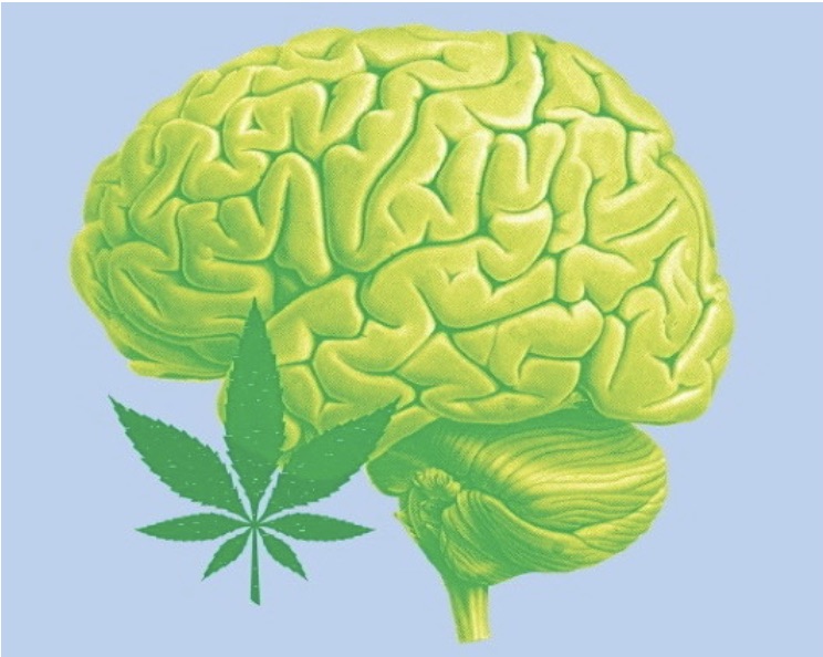cbd-jak-dziala-na-ludzki-mozg