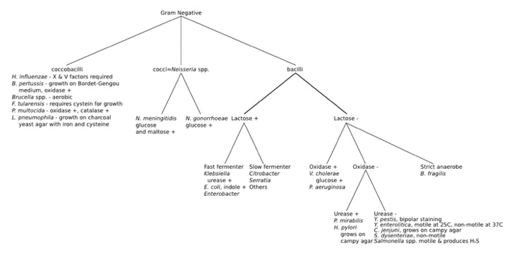 schemat-bakterii-gram-ujemnych