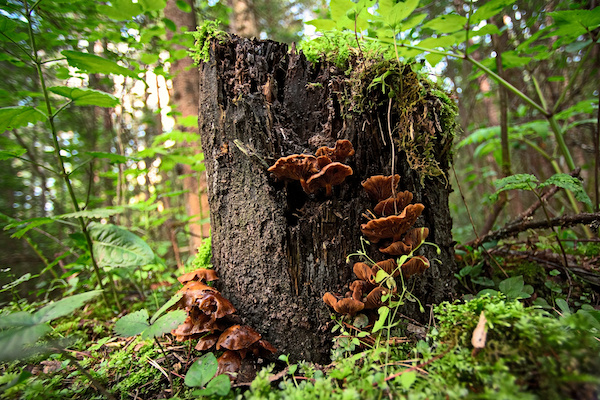 reishi-grzyb
