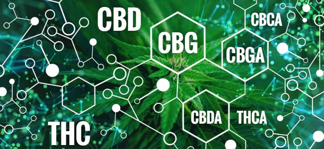 CBG_1