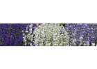 Lavandula - levandule