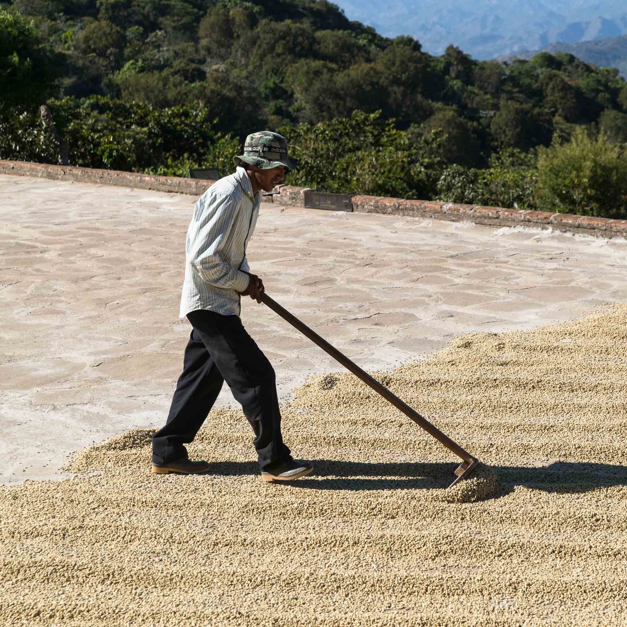 Coffee Farmer